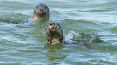 Nasze foki i morświny mogły stracić słuch
