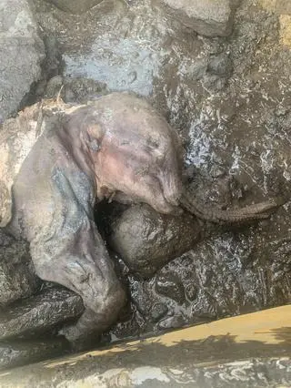 Zmumifikowane cielę mamuta włochatego