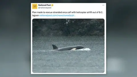 Osierocona orka czeka na pomoc. Ratownicy planują użyć śmigłowca