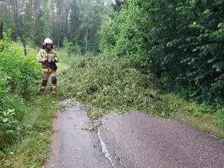 Wyrwane z korzeniami drzewa w gminie Rajgród