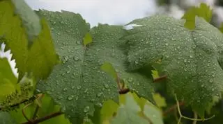 Częstochowa...