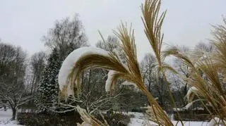 Zimowo