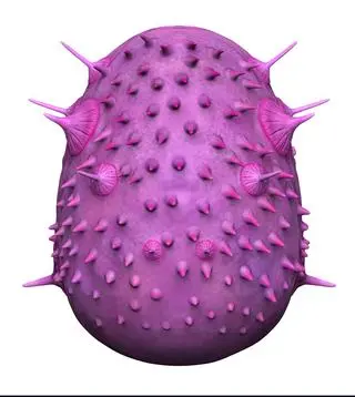 Saccorhytus coronarius - wizualizacja