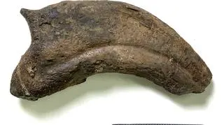 Badany pazur Paralitherizinosaurus japonicus