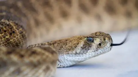 20 grzechotników w zagraconym garażu. "To było istne szaleństwo"