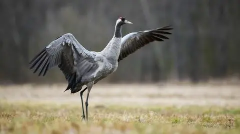Żuraw zwyczajny (Grus grus)