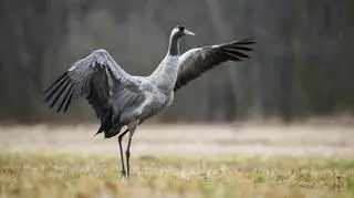 Uciekają przed suszą, nie odlatują na zimę. I sprawiają kłopoty rolnikom