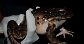 Żaba Leptodactylus fallax