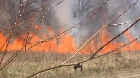 Pożary lasów i traw