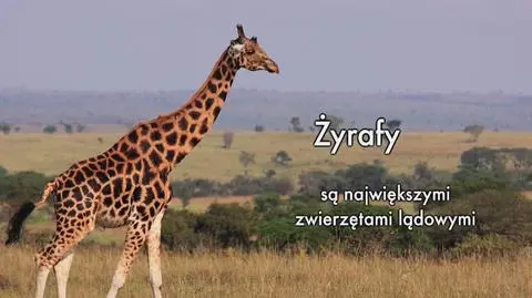 Żyrafy to największe ssaki lądowe