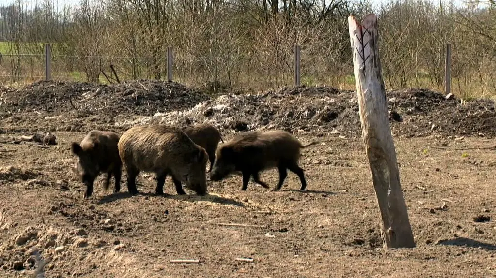 Trzy weekendy odstrzału dzików