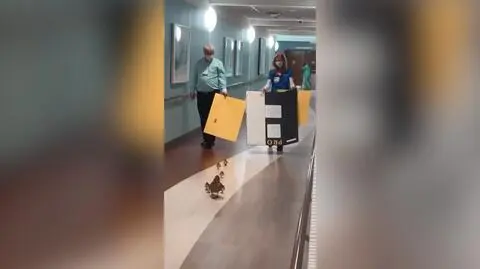 Na oddziale położniczym wykluły się kaczki. Ze szpitala wraz z mamą wyprowadził je personel medyczny
