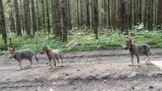Wilczęta na spacerze w Wigierskim Parku Narodowym