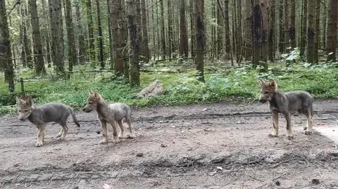 Wilczęta na spacerze w Wigierskim Parku Narodowym