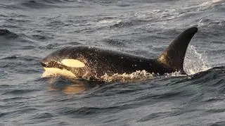 Orka