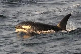 Orka (zdjęcie poglądowe) 