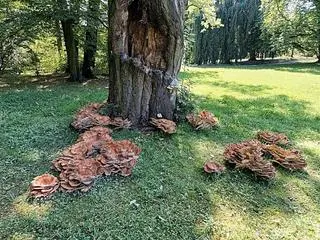 Flagowiec olbrzymi (Meripilus giganteus) z Wrocławia