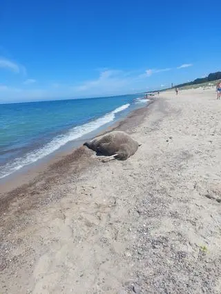 Mors na plaży koło Łazów