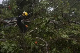 Powalone drzewa w Dominikanie