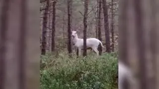 Spotkanie z białym danielem