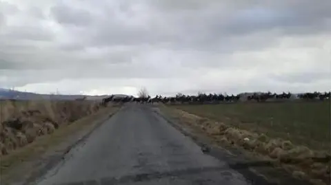 Ogromne stado jeleni przebiegło przez drogę. "Ta liczba robi wrażenie"