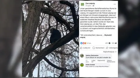 Małpa siedziała na drzewie w Lipsku. Ktoś ukradł ją z zoo