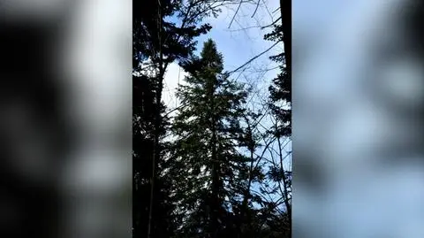 Oto najwyższe rodzime drzewo w Polsce