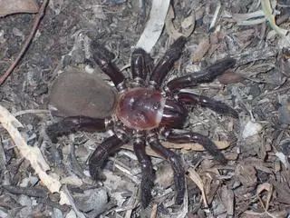 Euoplos dignitas - samica