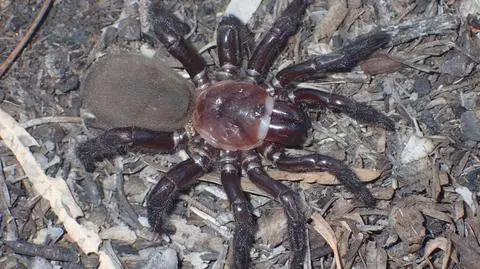 Euoplos dignitas - samica