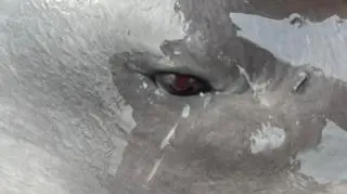 Ranne zwierzę z Morza Czarnego