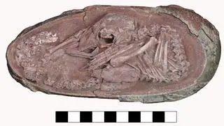 Skamieniałe jajo dinozaura 