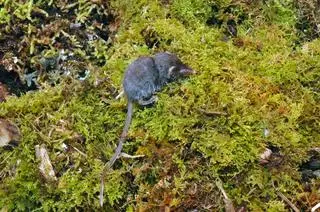 Crocidura caudipilosa