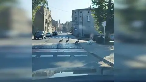 Łabędzia rodzina z Wąbrzeźna