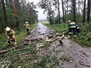 Strażacy usuwali powalone drzewa