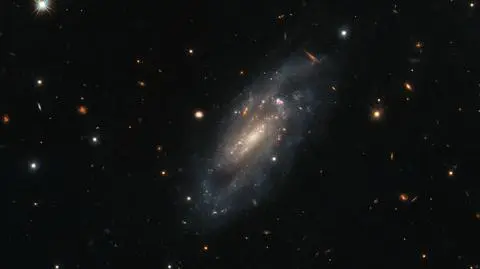 UGC 11860 w obiektywie teleskopu Hubble'a