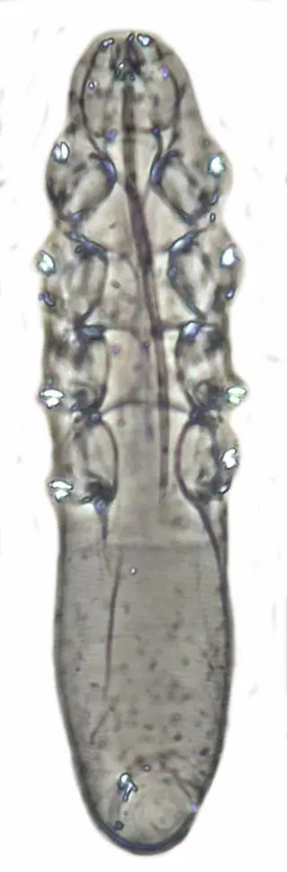 Miridex putorii