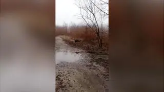 Emu z Puszczy Wkrzańskiej