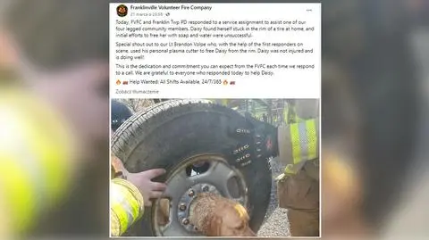 Labrador utknął w feldze. Pomogli strażacy 