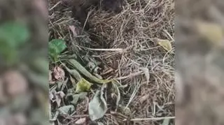 Susza dotyka wszystkich
