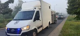 Po ulicy w Szczecinie biegał kucyk