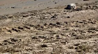 Martwa foka na plaży