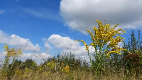 Sobota przyniesie na ogół pogodne chwile