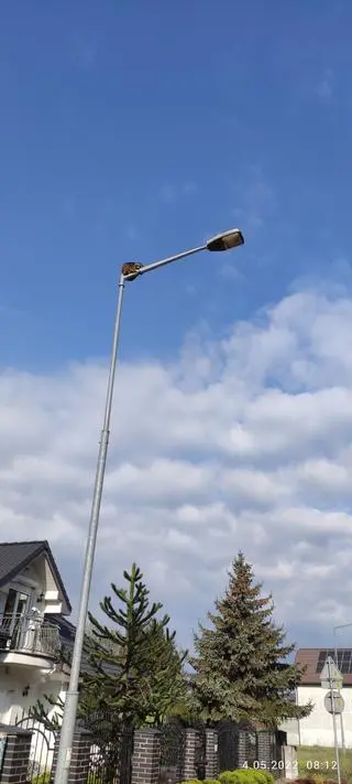 Szop pracz wspiął się na latarnie 
