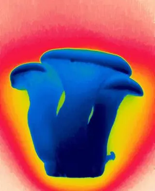 Obraz termowizyjny boczniaka mikołajkowego (Pleurotus eryngii). Niebieski kolor oznacza najzimniejsze fragmenty obrazu