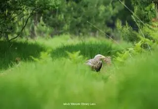 "Zima będzie trudna, skoro nawet bieliki zaczynają zbierać chrust"