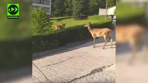 Jelenia rodzina na spacerze przy sanatorium. "Zadziwia nas, że łania podeszła tak blisko ludzi"
