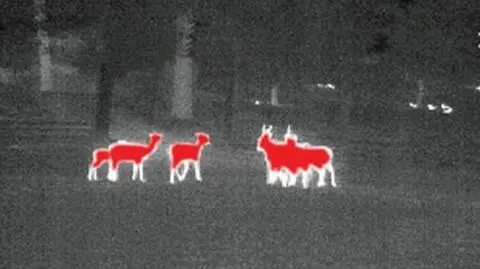 Leśnicy policzą zwierzęta w podczerwieni