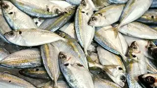 ONZ: Masowe połowy zabijają ekosystem