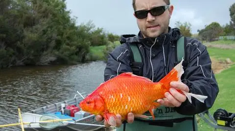 Jeden z okazów złapany w rzece Vasse River