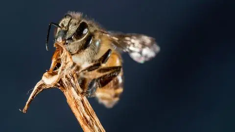 Ukąszenie owada może być groźne